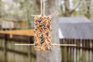 make your own bird feeder